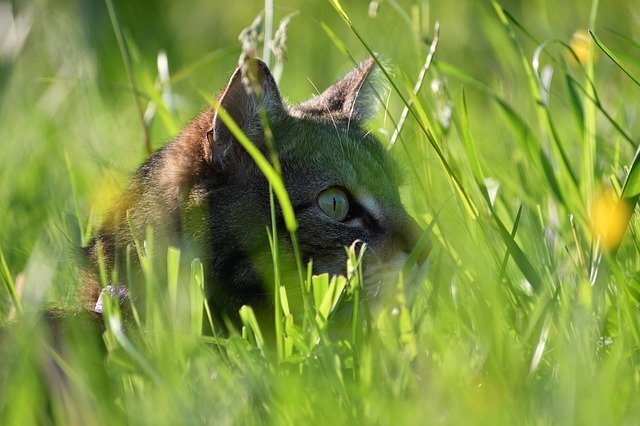 chuha billi ki kahaniya-Ser Chuha ki kahani