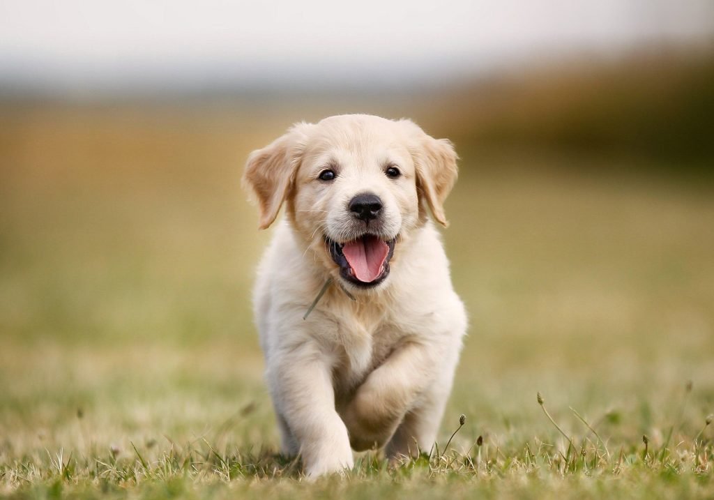 dog training Toledo