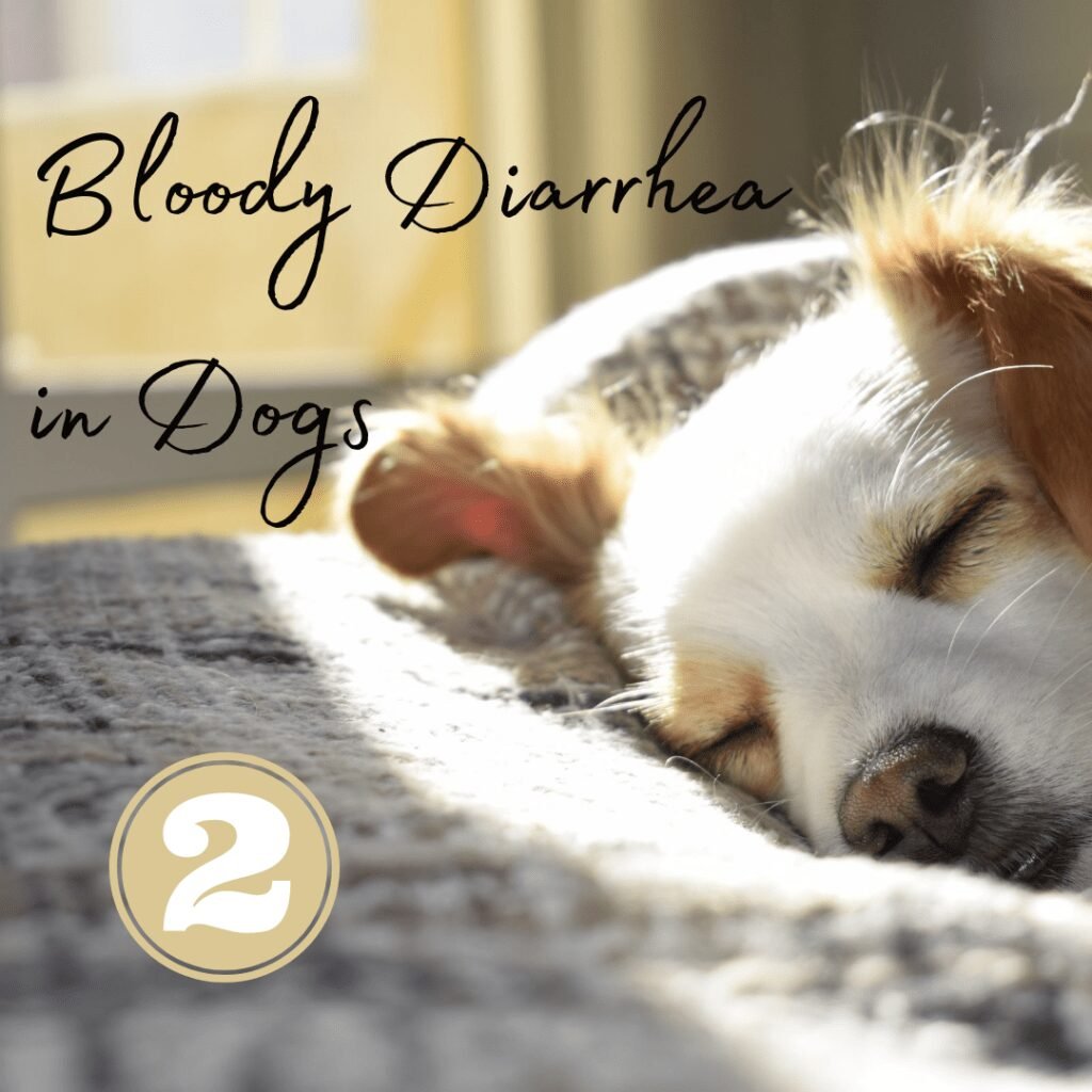 yunnan baiyao for dogs