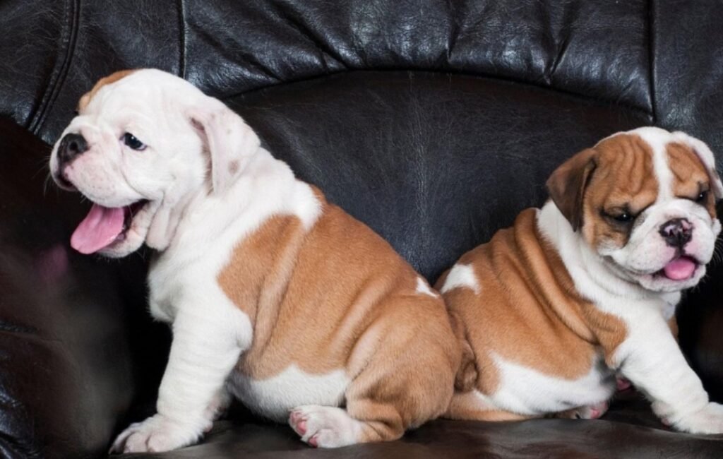 Bulldog lifespan