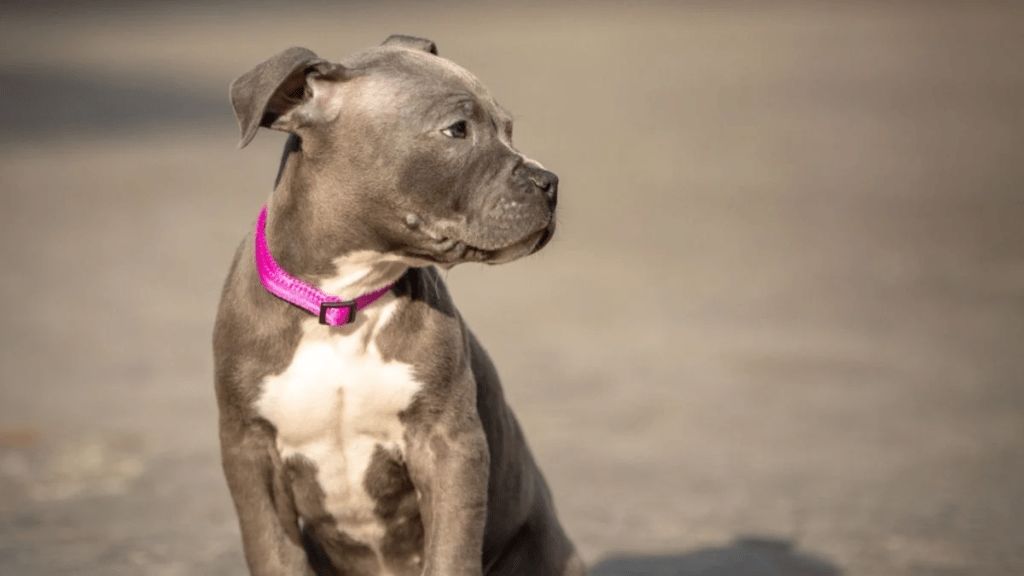 The Blue Nose Pitbull