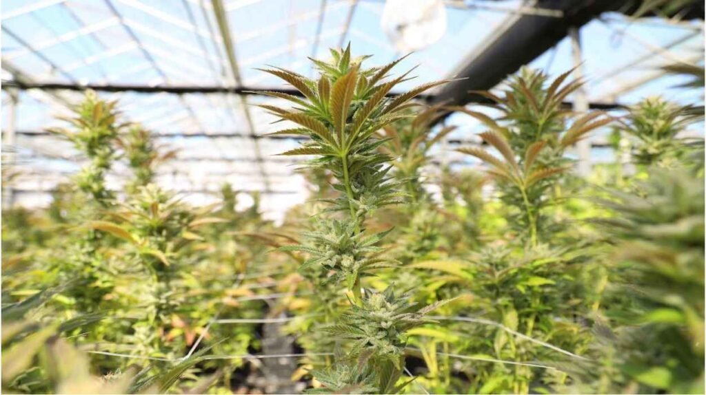Choosing the Right Growing Method for Your Weed Seeds