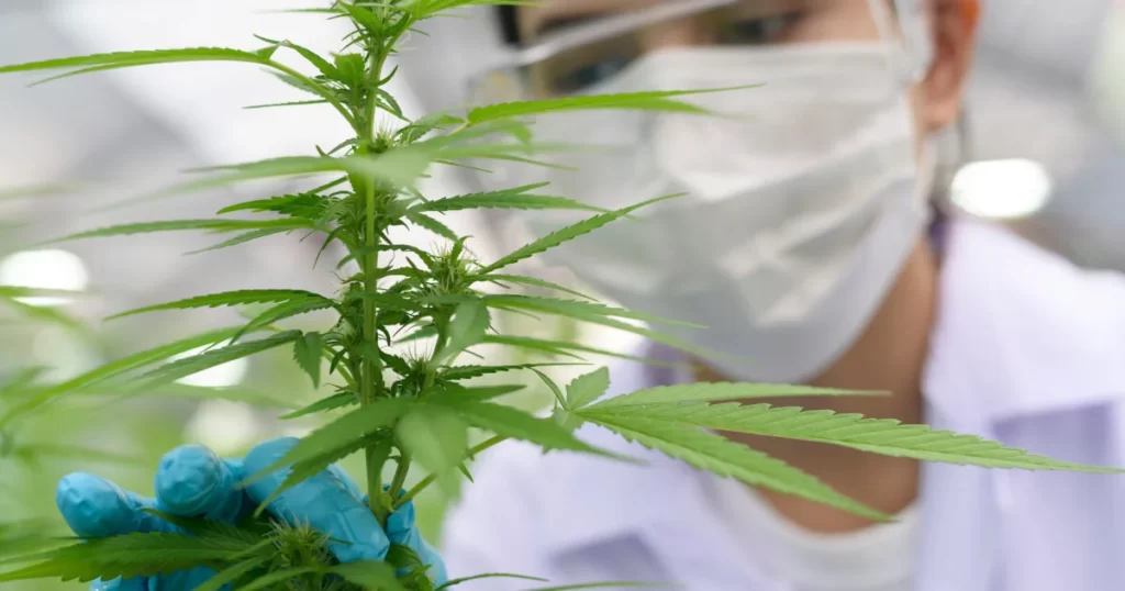 Consistent Products in Cannabis Medical Dispensaries