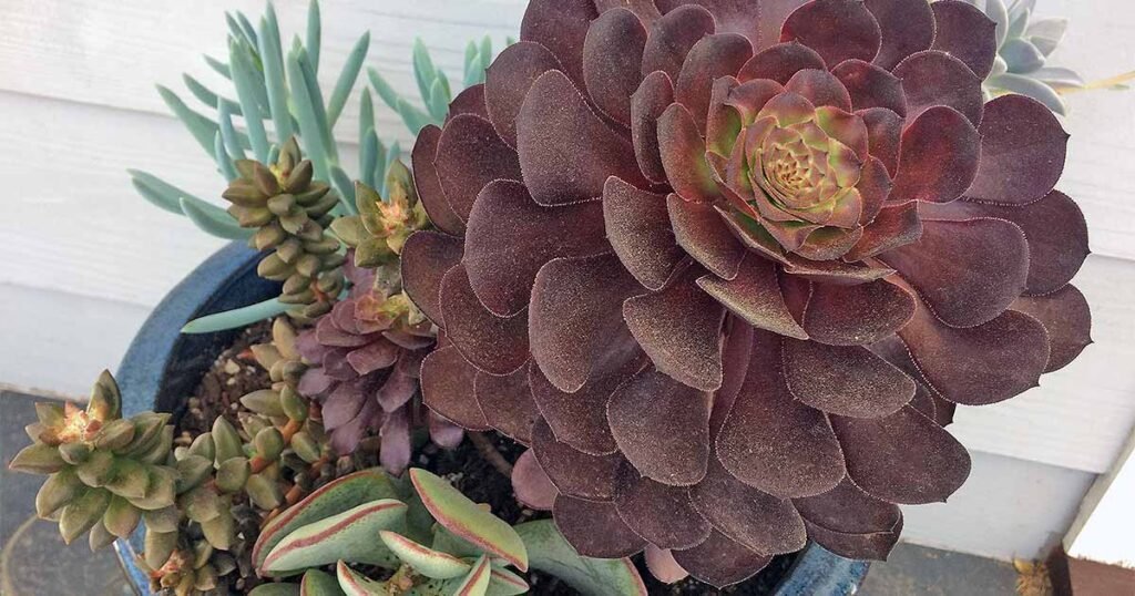 The Art of Succulent Propagation