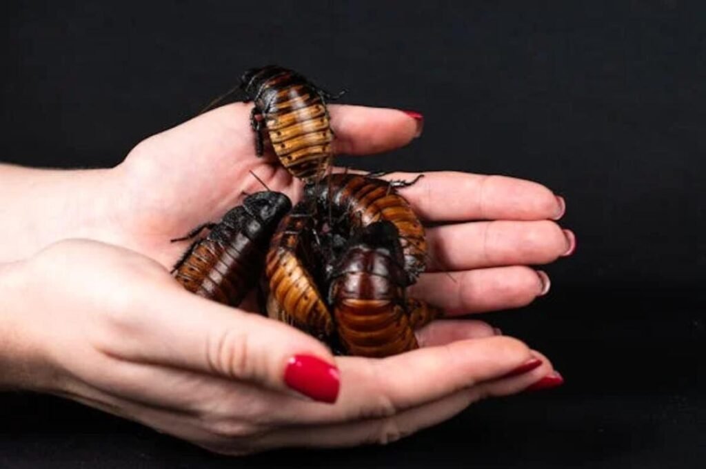 6 Expert Reasons Why You Should Invest in Professional Pest Control for Your Home